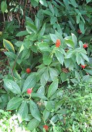 Image result for Costus
