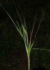 Image result for Heteropogon melanocarpus