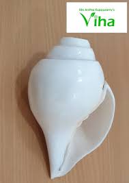 Amazon.Com: Ashirwad Blowing Shankh Vamavarti Dattatreya - Original Natural  Color Conch Shell - Puja Ritual - Shankh - Shankhnaad (8.0 Inch) : Musical  Instruments