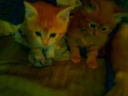 See more of free kittens to good home on facebook. Three Free Kittens For Sale In Woodstock Ontario Nice Pets Online