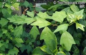 Image result for Turraea nilotica