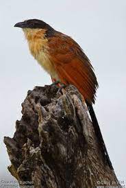 The kzn south coast is also known as 'the golf. 90 Birds Creatures In My Garden Kwazulu Natal Ideas In 2021 Birds Kwazulu Natal Creatures
