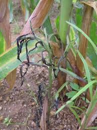 Image result for Englerina concinna