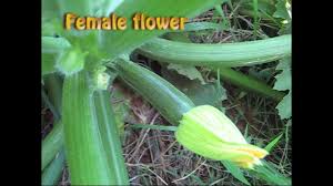Will zucchini and cucumbers cross pollinate. Cross Pollinating Squash Youtube
