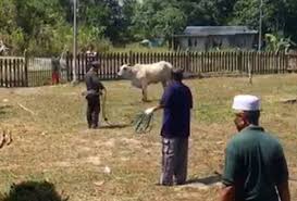 Sebagai orang hindu, lembu merupakan haiwan yang suci mengikut. Isu Kepala Lembu Di Kuil Rumah Penganut Hindu Https Www Himalayanacademy Com Media Books Saivite Hindu Religion Book Three Saivite Hindu Religion Book Three Pdf Islam Dan Penganut Hindu