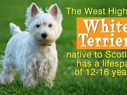 Collection by raysa casas álamo. Terrier Breeds That Don T Shed Are Perfect For A Neat Freak Owner Dogappy