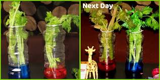Experiment with rainbow colored flowers & celery. How Plants Absorb Water Celery Science Experiment Craft To Art