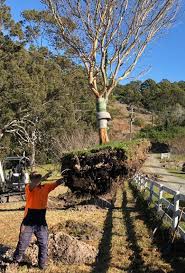 Strawberry james removals has been servicing the sydney city, north shore and suburbs of bondi & the eastern / inner western suburbs also the greater sydney region for 20 years. Intensive Tree Care Service Tree Removal Lopping Pruning Northern Beaches Sydney Newport Avalon Palm Beach
