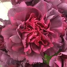 46 Best Carnation Colors Images Carnation Colors