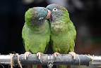 virtual villagers 2 parrots talking like humans do download trump