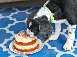You can also fill it. Spoiled Dog Cake Recipe Love From The Oven