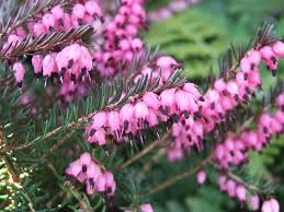 Rated 5.00 out of 5 based on 5 customer ratings. Erica X Darleyensis Kramer S Red 1 Litre Pot