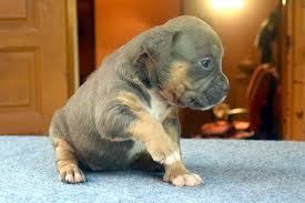 Our pitbull bully puppies for sale. Female Pocket Bully Puupy For Sale 2 Thailand Red Flame Yaya