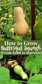 This Guide On How To Grow Butternut Squash Will Teach You How To Plant Butternut Squash Seeds An Growing Butternut Squash Growing Squash Butternut Squash Seeds