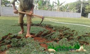 Tukang rumput gajah mini,kami petani rumput gajah mini dan penanaman dan sulyer. Jual Rumput Gajah Mini Di Bogor Tukang Rumput Gajah Mini Di Bogor