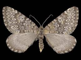 Image result for Entephria byssata