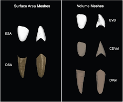 Dimorphism in Dental Tissues: Sex differences in Archaeological Individuals  for Multiple Tooth Types | bioRxiv