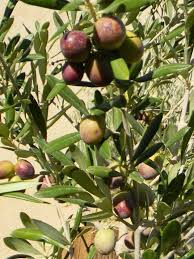 Arbosana Olive This Cluster Of Olives Is From An Arborsana I 43 Tree Retail Buyers Need To Beware That Arbequnia Arbosana Olive Tree Olive Fruit Orchard Tree