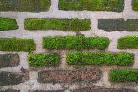 In A Country Known For Its Eccentric Tastes Is This Simply Another Flash In The Pan Fad Moss Japan Brick Wall