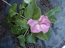 Image result for Platycoryne pervillei