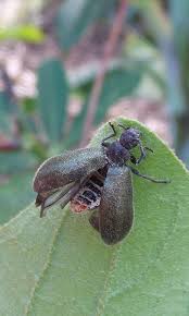 Image result for Tinnea apiculata