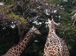 Sri Chamarajendra Zoological Gardens Mysore Zoo Mysore Zoo Officially The Sri Chamarajendra Zoological Gardens Is A 157 Acre 64 Ha Zoo Located Near The Pal