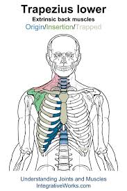 Pin On Back Extrinsic Origin Insertion
