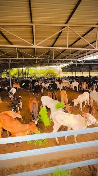 पंकजाताई मुंडे यांच्या वाढदिवसानिमित्त गुरुकुल गोशाळेत गोवंशांना चारा वाटप; इर्शादभाई यांच्या उपक्रमाचे कौतुक