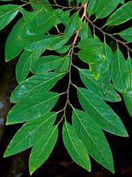 Image result for Annona squamosa