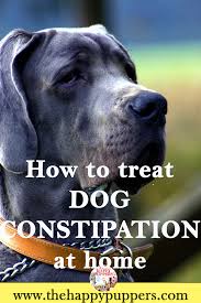 Metamucil, siblin, or a similar …… more. Pin On Furry Kids