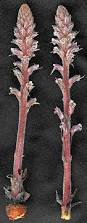 Image result for Orobanche