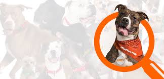 Second chance pet rescue hayden idaho. A Banner Month For Shelter Dogs Findyourfido Gives Homeless Pooches Much Needed Publicity Aspca