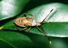 Image result for Amblygonocarpus