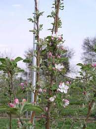 Pink Lady Apple Tree Lady Apples Pink Lady Apples Garden Landscaping