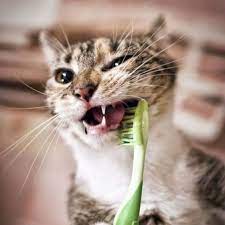 maladie parodontale gencive chez les chats symptomes traitement et prevention 2020 disle ilgili cats ask