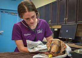 We did not find results for: Emergency Vet Brevard County Fl Emergency Vet Clinic Island Animal Hospital