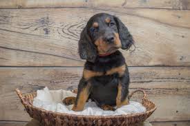 They'll likely love spending time with you while being active and learning something new. Gordon Setter Puppies For Sale Greenfield Puppies