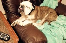 Our mission at loyal companion pet cremation, inc. Pet Cremation Services Inc 888 Frank Rd Columbus Oh 43223 Yp Com