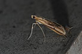 Image result for Euclasta