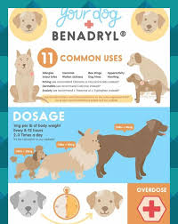 5 Things Dog Owners Should Know About Giving Benadryl To Dogs 1229178 Dog Benadryl Dog Hives Dogs