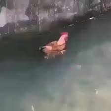 Bird Bouncing Golf Ball On Concrete Watch It With Sound Minecraftvideos Sound Watch Funny Animals Cute Funny Animals Cute Animals