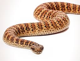 Allow a day or two for the snake to find the damp shelter. What To Do If You Find A Snake In Your Home Greencross Vets