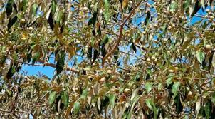 Image result for Croton megalocarpus