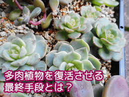 弱った多肉植物を復活させる最終手段で大成功 すごく元気で肉厚な葉っぱになった