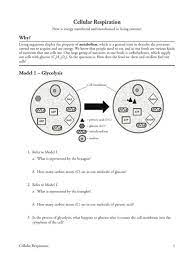 Cellular respiration occurs in four phases:. Download Pogil Cellular Respiration And Photosynthesis Answer Key Pdf File Format