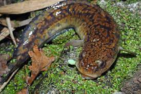 Irgendwie Eklig Friedfische Fische Schweineleber