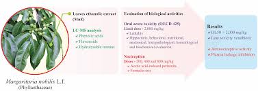 Image result for Margaritaria