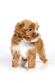 Pin By Sydney Leigh On Animals Breeds Of Dogs Cute Dogs Hypoallergenic Dog Breed Cute Animals