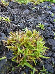 Image result for Pycreus macrostachyus