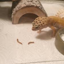 Check spelling or type a new query. Merideth I Gave In To The Very Small Dinosaur S Demands